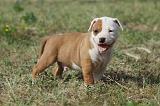 AMSTAFF  PUPPIES 122